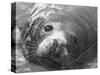 Face of a Grey Seal-null-Stretched Canvas