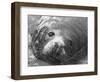 Face of a Grey Seal-null-Framed Photographic Print