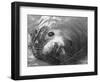 Face of a Grey Seal-null-Framed Photographic Print