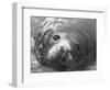 Face of a Grey Seal-null-Framed Photographic Print