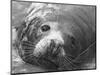 Face of a Grey Seal-null-Mounted Photographic Print