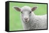 Face of A White Lamb-stefanholm-Framed Stretched Canvas