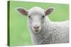 Face of A White Lamb-stefanholm-Stretched Canvas