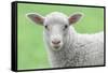 Face of A White Lamb-stefanholm-Framed Stretched Canvas