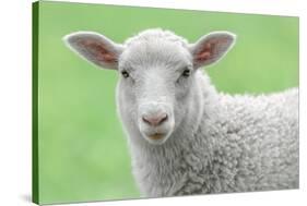 Face of A White Lamb-stefanholm-Stretched Canvas
