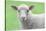 Face of A White Lamb-stefanholm-Stretched Canvas