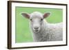 Face of A White Lamb-stefanholm-Framed Photographic Print