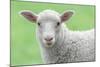 Face of A White Lamb-stefanholm-Mounted Photographic Print