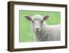 Face of A White Lamb-stefanholm-Framed Photographic Print