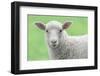 Face of A White Lamb-stefanholm-Framed Photographic Print