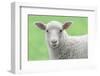 Face of A White Lamb-stefanholm-Framed Photographic Print