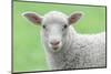 Face of A White Lamb-stefanholm-Mounted Photographic Print