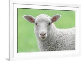 Face of A White Lamb-stefanholm-Framed Photographic Print