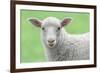 Face of A White Lamb-stefanholm-Framed Photographic Print