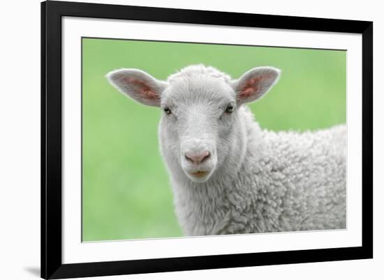 Face of A White Lamb-stefanholm-Framed Photographic Print