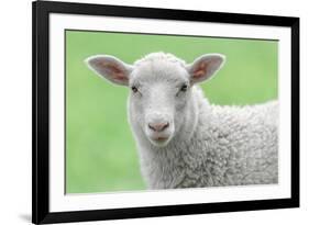 Face of A White Lamb-stefanholm-Framed Photographic Print