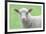 Face of A White Lamb-stefanholm-Framed Photographic Print