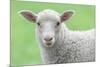 Face of A White Lamb-stefanholm-Mounted Photographic Print