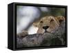 Face of African Lioness in Tree-Joe McDonald-Framed Stretched Canvas