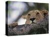 Face of African Lioness in Tree-Joe McDonald-Stretched Canvas