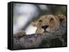 Face of African Lioness in Tree-Joe McDonald-Framed Stretched Canvas