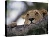 Face of African Lioness in Tree-Joe McDonald-Stretched Canvas