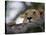 Face of African Lioness in Tree-Joe McDonald-Stretched Canvas