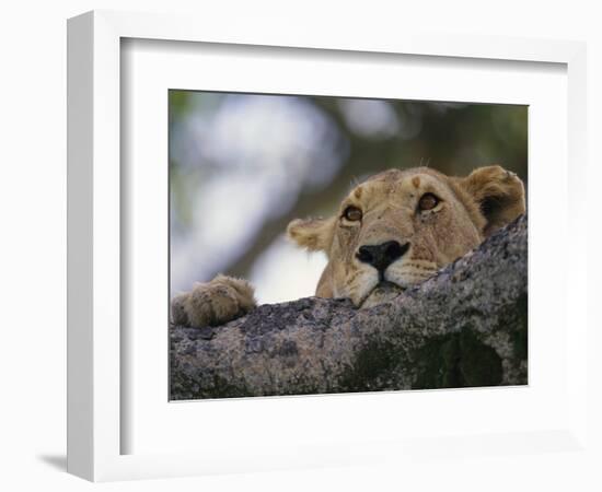 Face of African Lioness in Tree-Joe McDonald-Framed Photographic Print