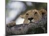 Face of African Lioness in Tree-Joe McDonald-Mounted Photographic Print