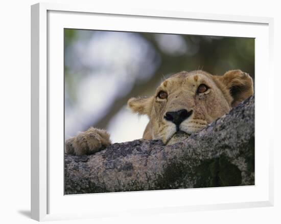 Face of African Lioness in Tree-Joe McDonald-Framed Photographic Print