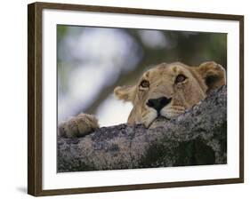 Face of African Lioness in Tree-Joe McDonald-Framed Photographic Print