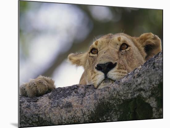 Face of African Lioness in Tree-Joe McDonald-Mounted Photographic Print