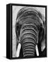 Face of an Elephant-null-Framed Stretched Canvas