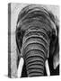 Face of an Elephant-null-Stretched Canvas