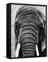 Face of an Elephant-null-Framed Stretched Canvas