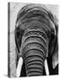 Face of an Elephant-null-Stretched Canvas