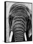 Face of an Elephant-null-Framed Stretched Canvas