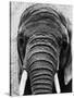 Face of an Elephant-null-Stretched Canvas