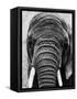 Face of an Elephant-null-Framed Stretched Canvas