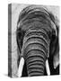 Face of an Elephant-null-Stretched Canvas