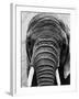 Face of an Elephant-null-Framed Photographic Print