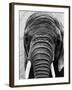 Face of an Elephant-null-Framed Photographic Print