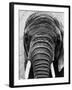 Face of an Elephant-null-Framed Photographic Print