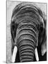 Face of an Elephant-null-Mounted Photographic Print