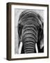 Face of an Elephant-null-Framed Photographic Print