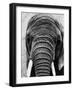 Face of an Elephant-null-Framed Photographic Print