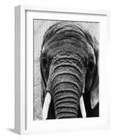 Face of an Elephant-null-Framed Photographic Print
