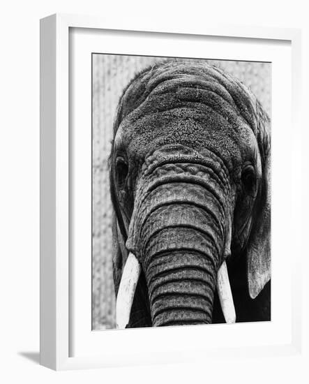 Face of an Elephant-null-Framed Photographic Print