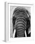 Face of an Elephant-null-Framed Photographic Print