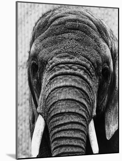 Face of an Elephant-null-Mounted Photographic Print